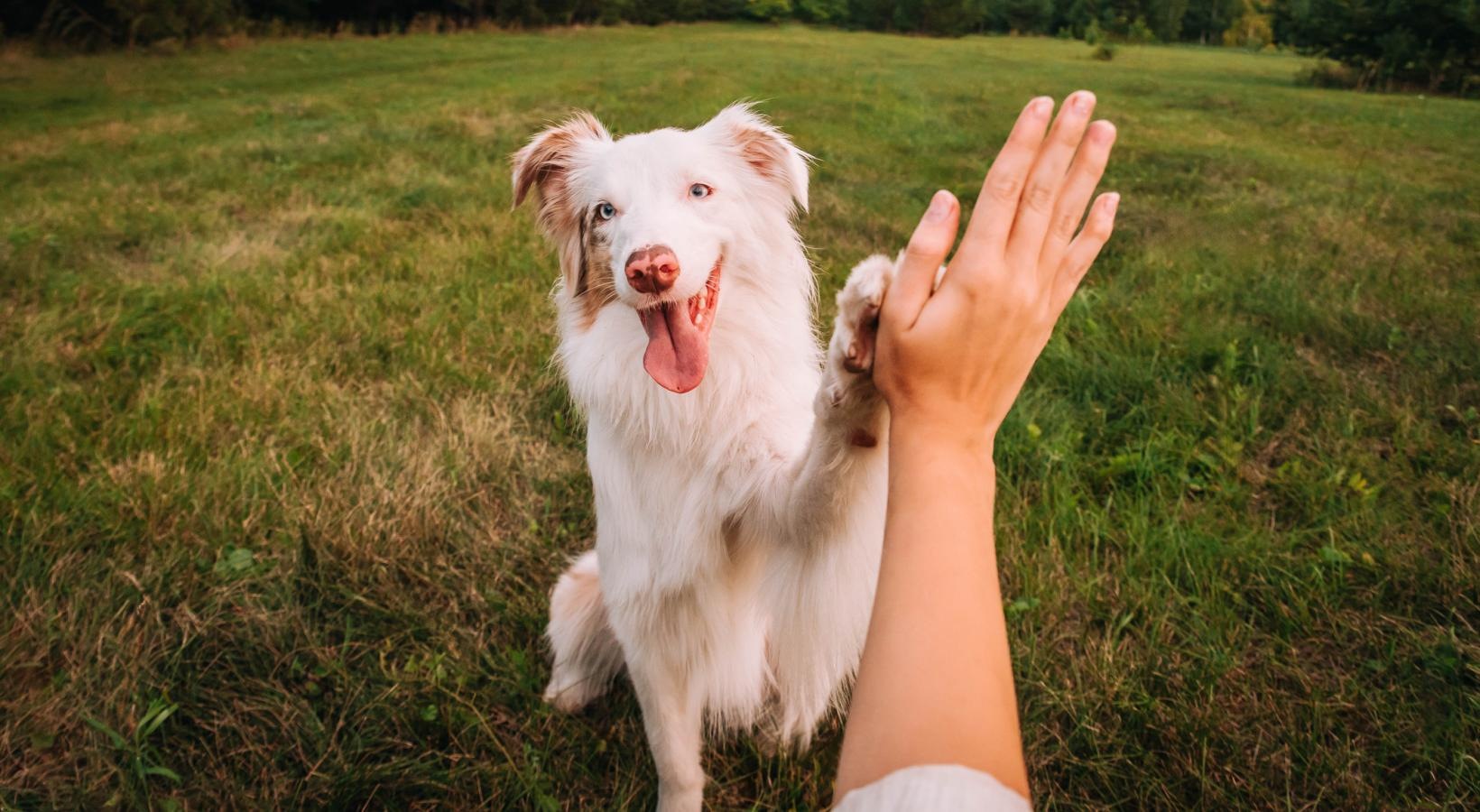 We welcome all your furry friends a person high fiving a dog
