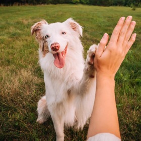 a person high fiving a dog